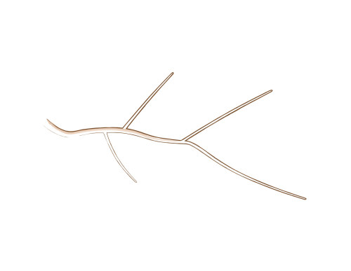 bonsai branch